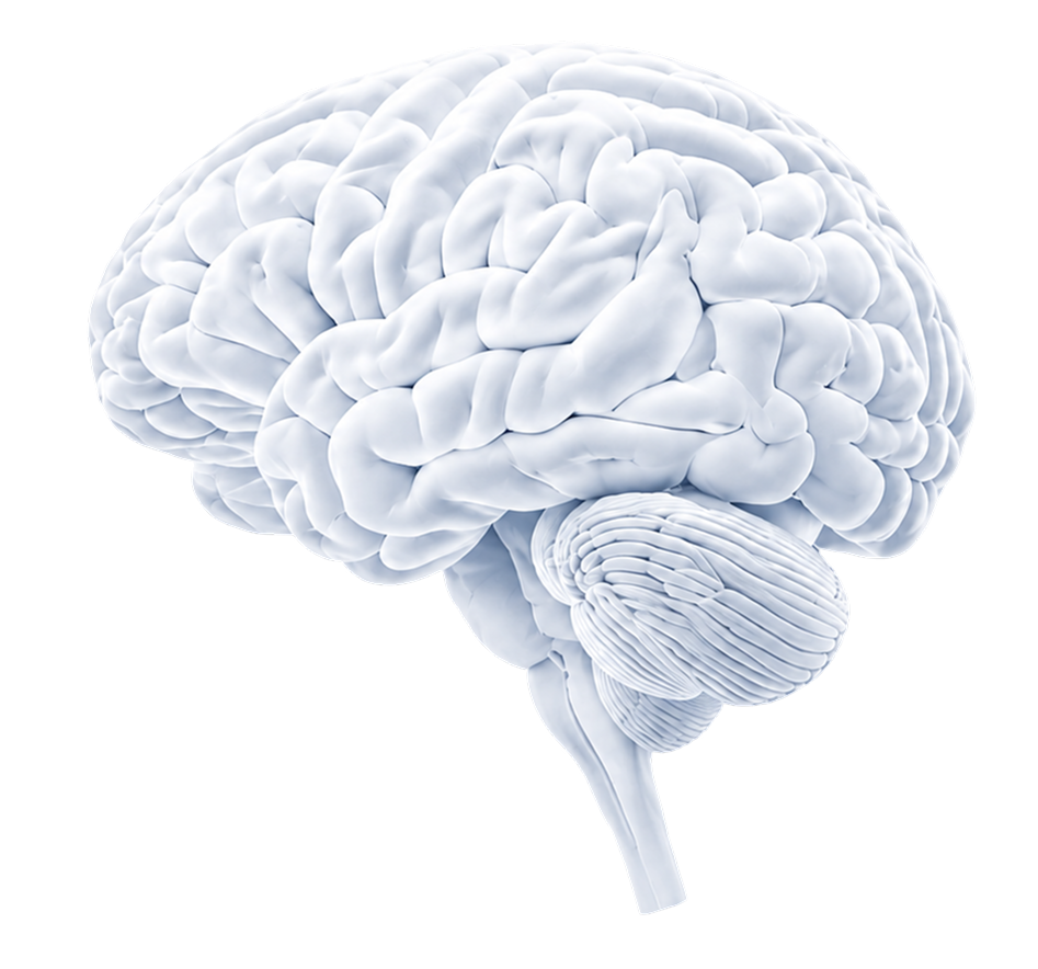 Brain