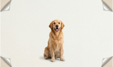 Pantidos article PETS TODAY #57